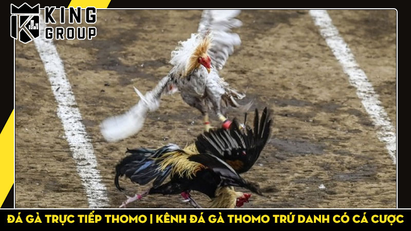 Đá gà trực tiếp Thomo | Kênh đá gà Thomo trứ danh có cá cược